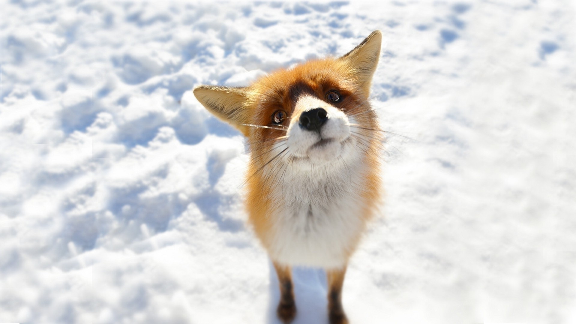 zorro mamífero animal mascota lindo pequeño pelaje nieve