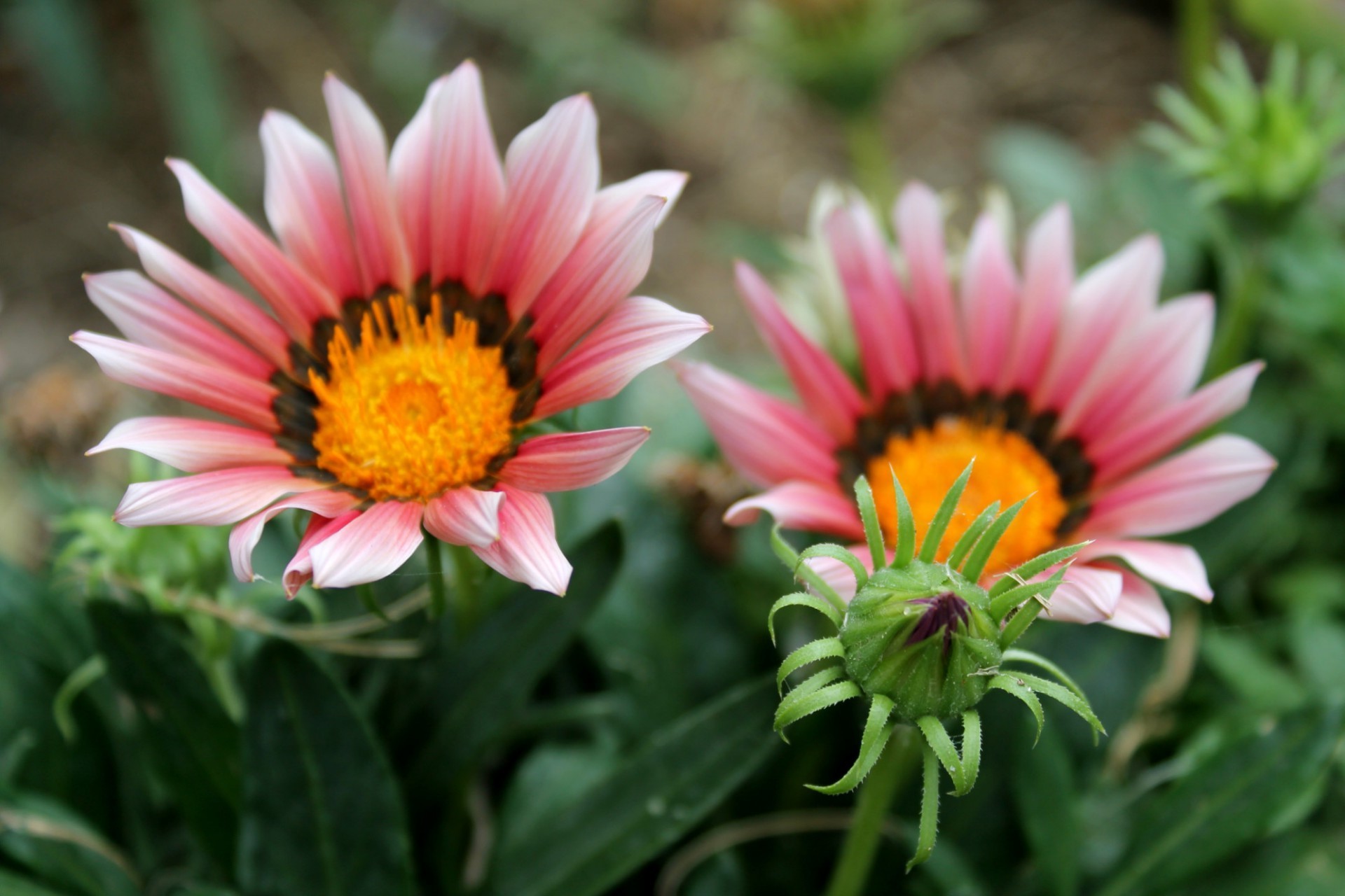 flowers flower nature summer flora garden petal blooming floral leaf bright color bouquet botanical close-up growth