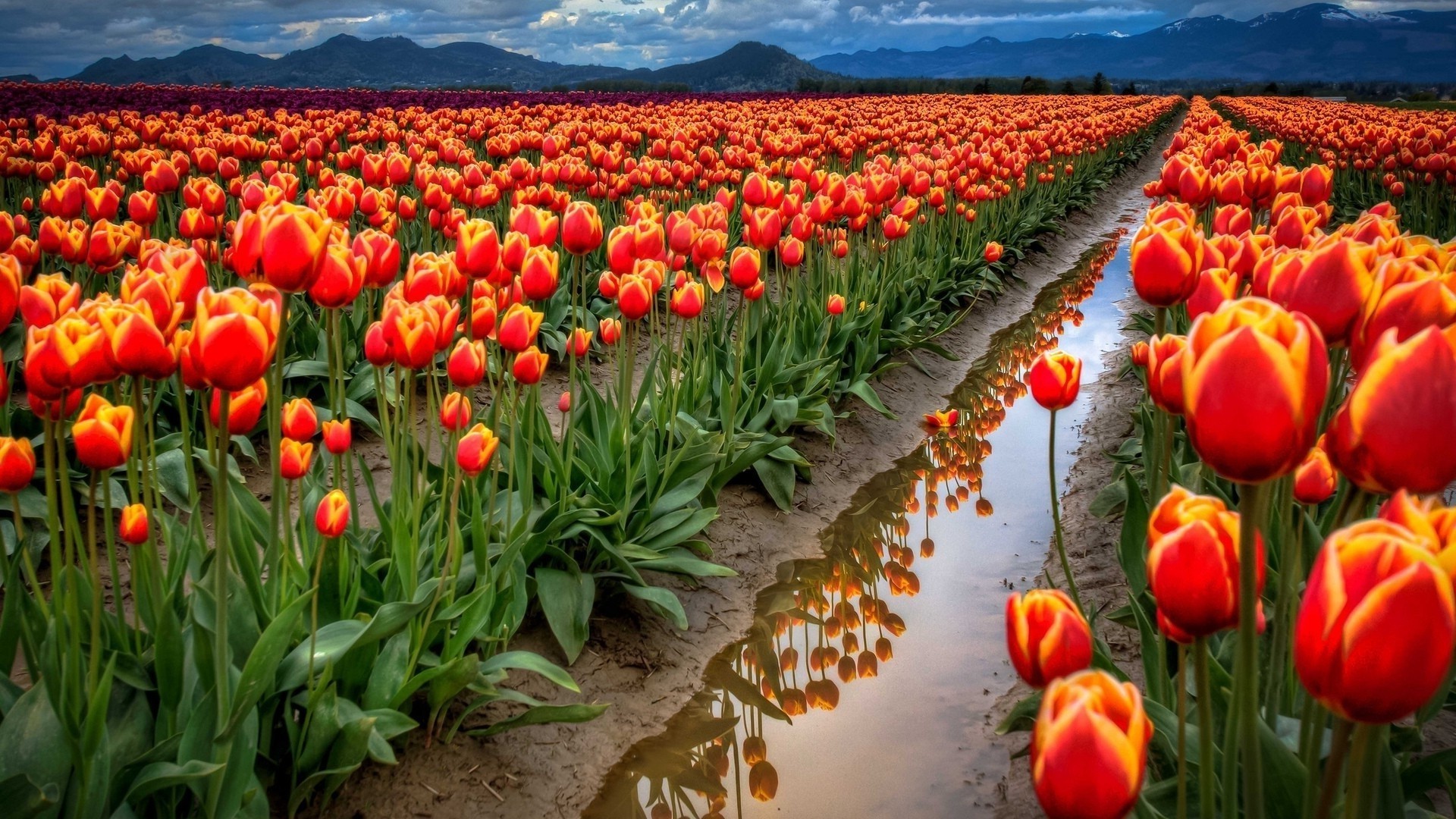 tulips tulip flower garden nature flora field leaf floral color bright season petal vibrant summer blooming growth outdoors fair weather agriculture