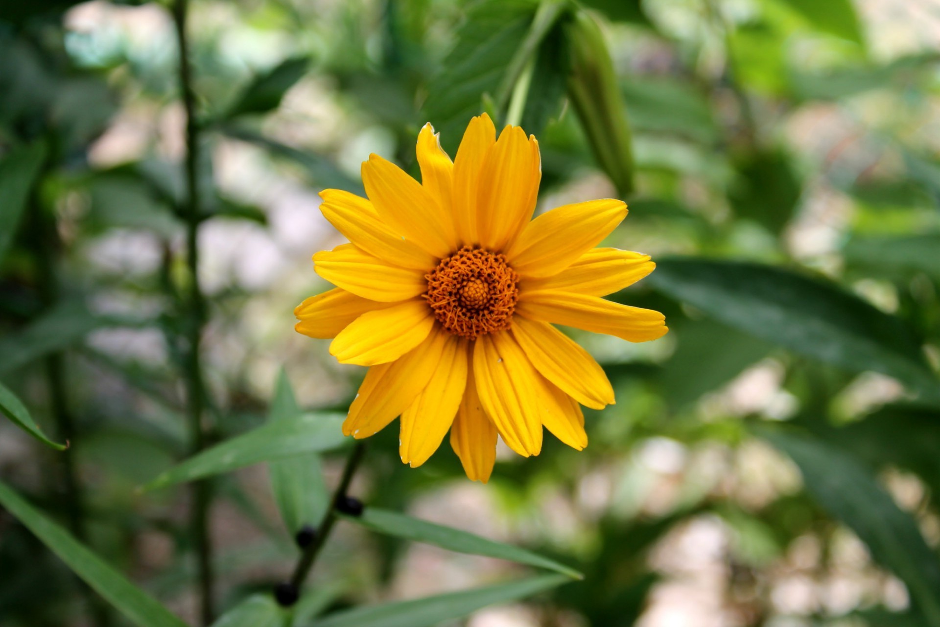 fiori natura flora fiore estate giardino foglia crescita all aperto luminoso colore bel tempo fiore petalo