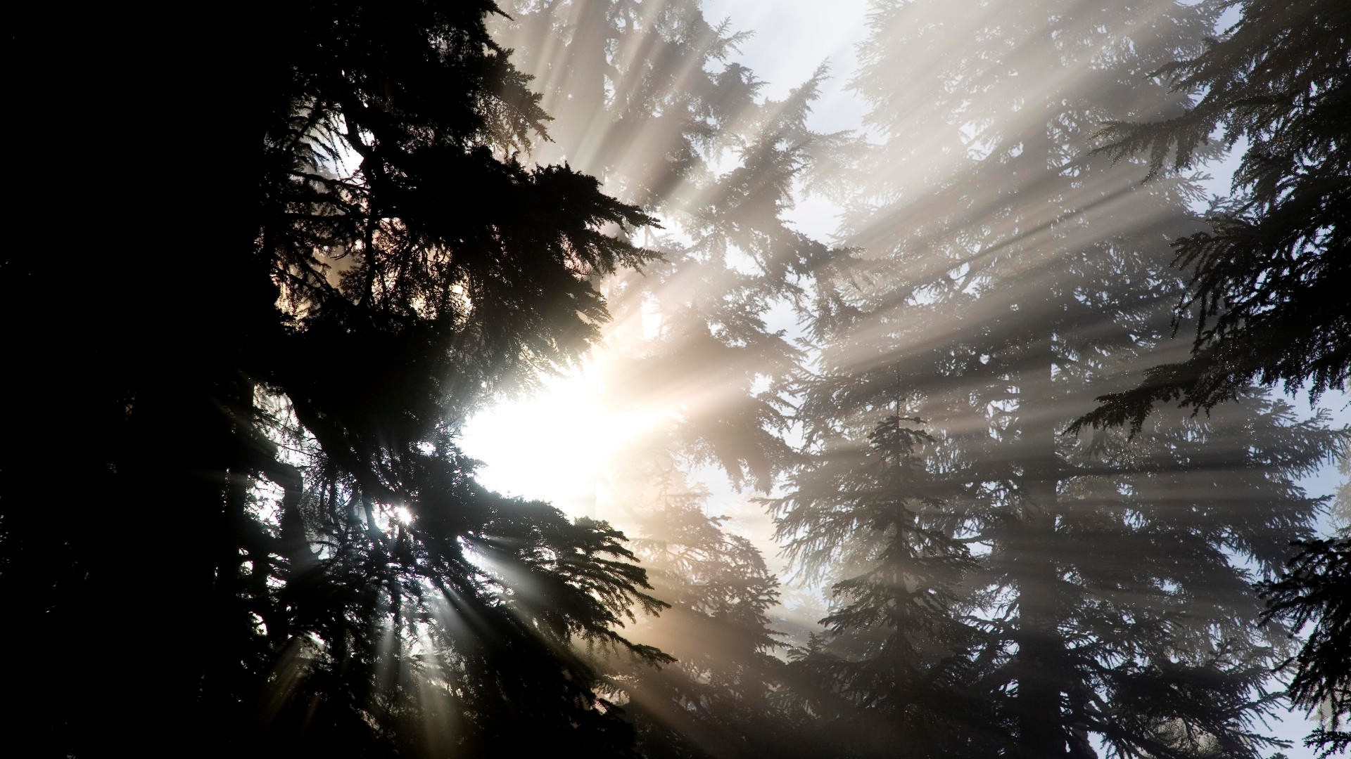 luce solare e raggi inverno neve albero sole natura nebbia paesaggio alba tramonto conifere legno all aperto freddo bel tempo natale luce sera gelo ghiaccio