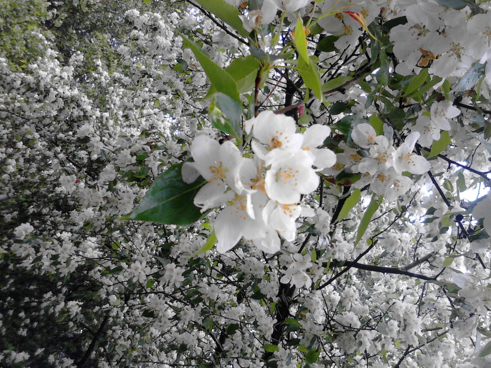 primavera fiore albero flora ramo natura stagione fioritura foglia ciliegia floreale petalo giardino primo piano luminoso compagno primavera mela all aperto bella crescita