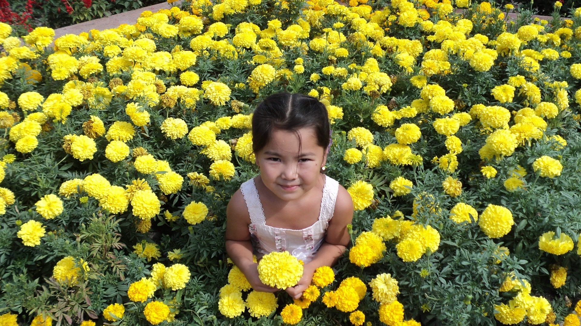 bambini all aperto fiore flora floreale natura fiore campo giardino petalo estate bouquet fieno parco crisantemo calendula bella crescita testa all aperto