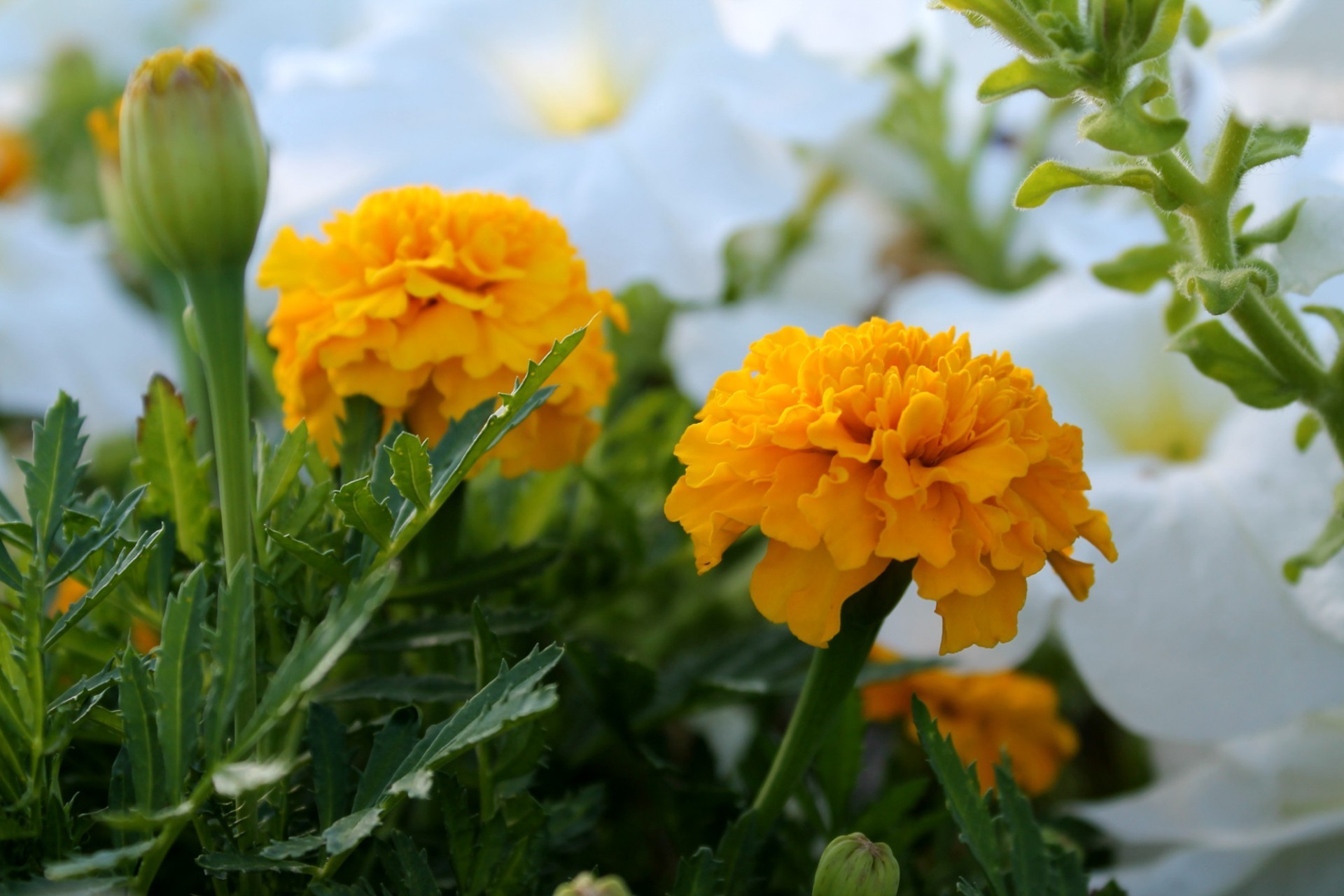 花 自然 花 叶 夏天 植物 花园 明亮 田野 盛开 好天气 花卉 花瓣 户外 颜色 季节 生长 太阳 特写