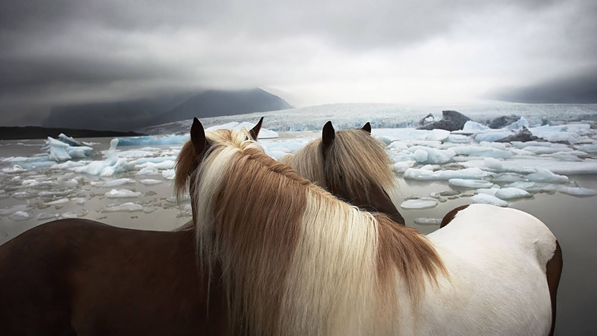 chevaux eau mer plage neige hiver mare paysage à l extérieur cavalerie nature coucher de soleil ciel océan voyage baie mer aube beau temps mammifère