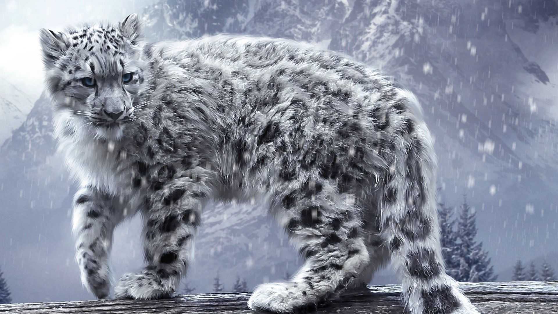 animals mammal wildlife nature animal cat snow fur wild winter big outdoors portrait predator zoo carnivore