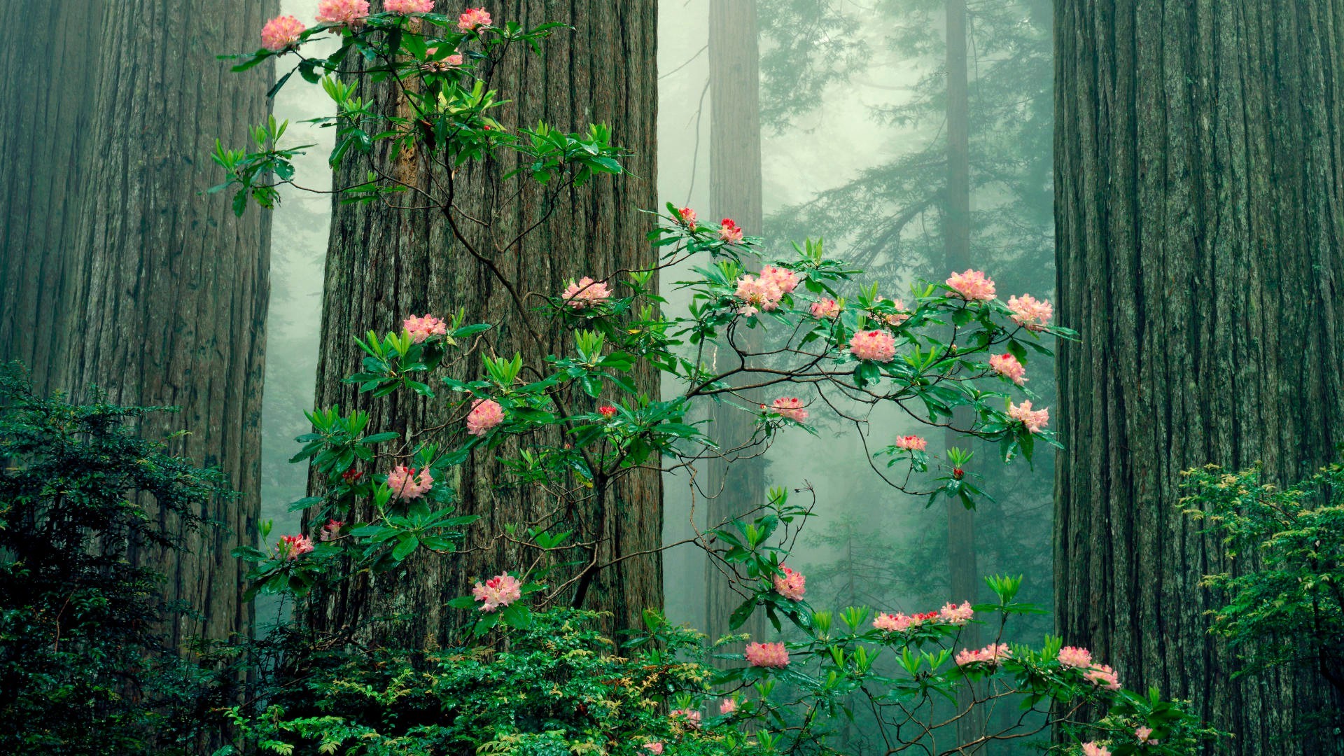 лето древесины цветок лист дерево флора природа сад рост кустарник окна на открытом воздухе цвет сезон айви дом осень филиал пейзаж