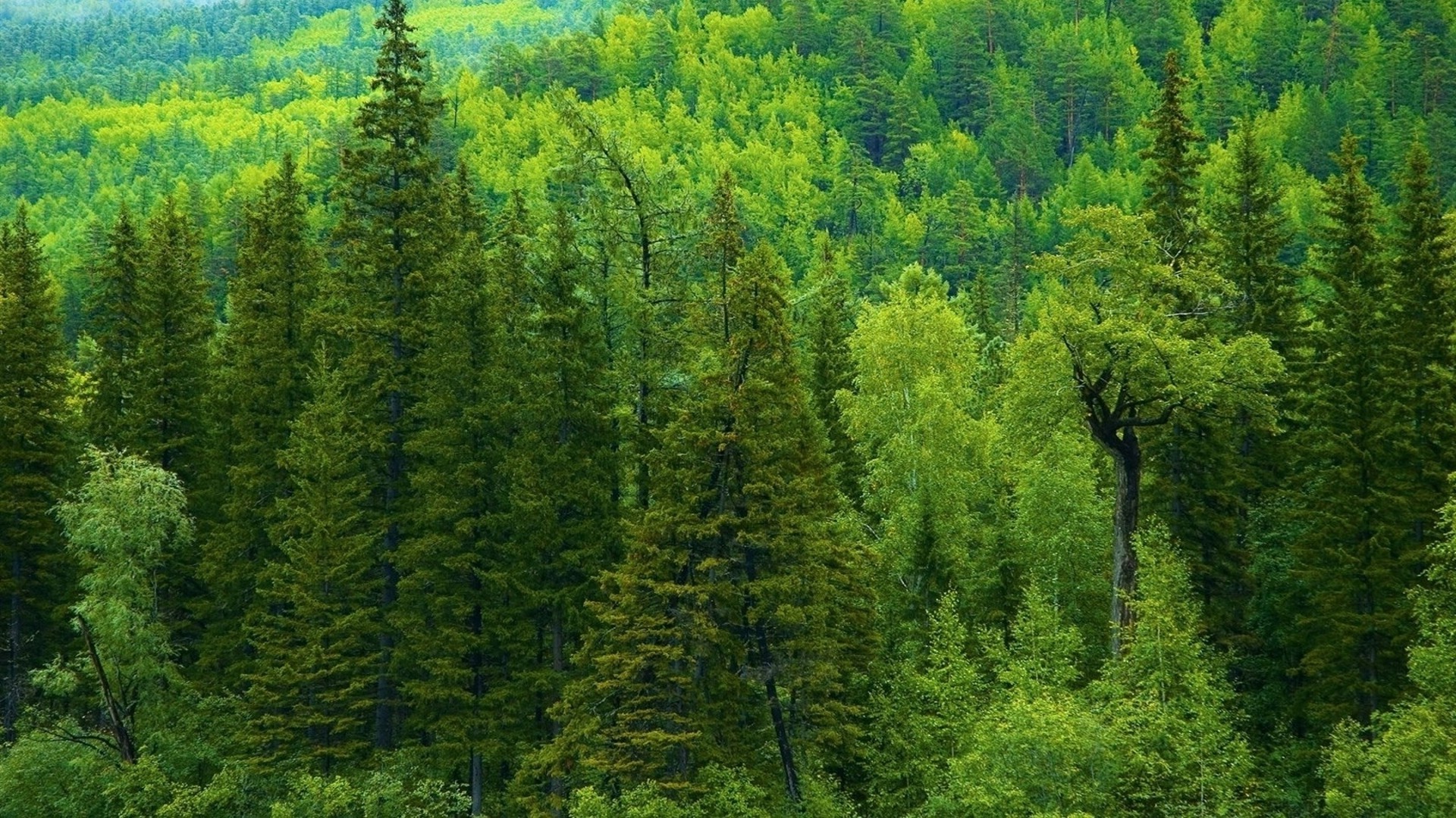 lato drewno drzewo krajobraz natura iglaste na zewnątrz malownicze evergreen środowiska sosna liść dziki park góry światło dzienne krajobrazy