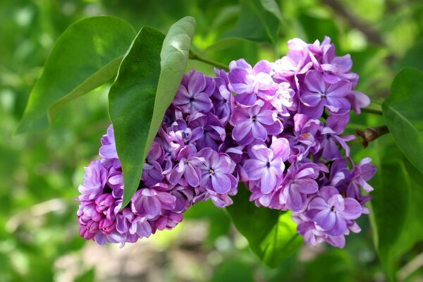 Purple blooming lilac in spring