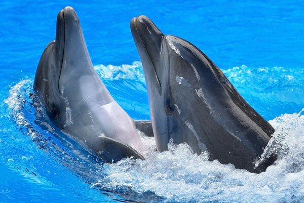 Dolphins in love in open water