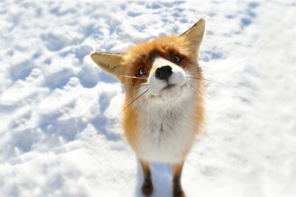 Volpe carina sulla neve bianca