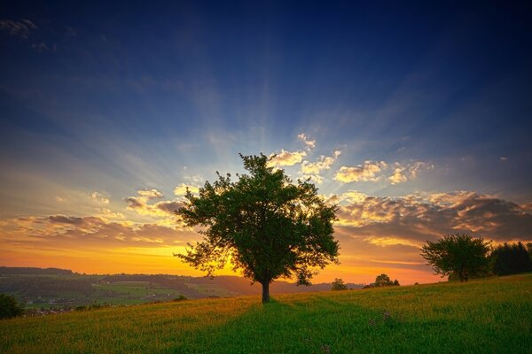 A green tree covered the setting sun