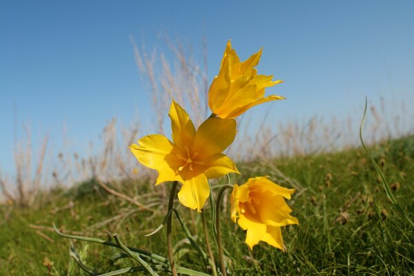 Nature flowers grass field