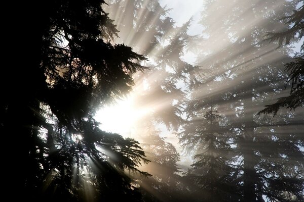 La luce del sole penetra attraverso la chioma degli alberi