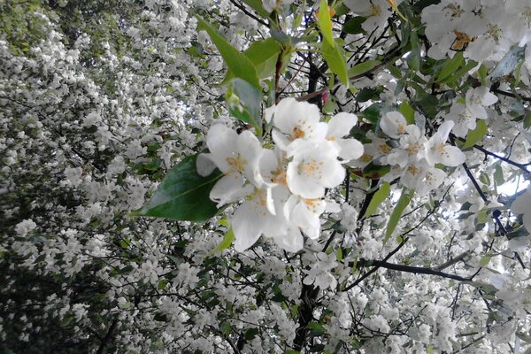 Baharın florası, doğanın güzelliği