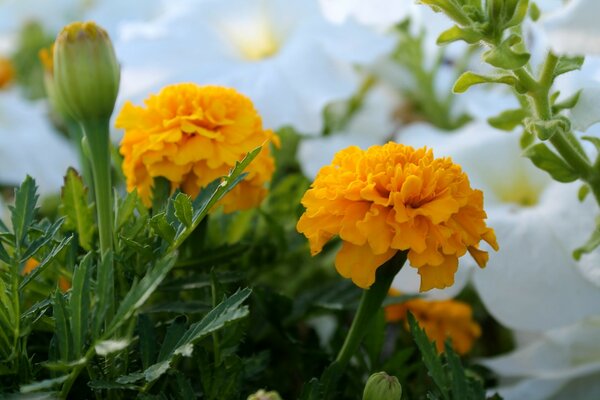 Marigolds of yellow color macro photography