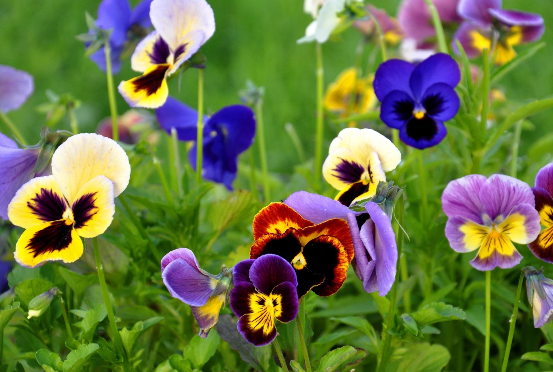 blumen natur blume garten flora blumen sommer stiefmütterchen blatt feld viola violet blühen hell gras wachstum farbe heuhaut blütenblatt schließen