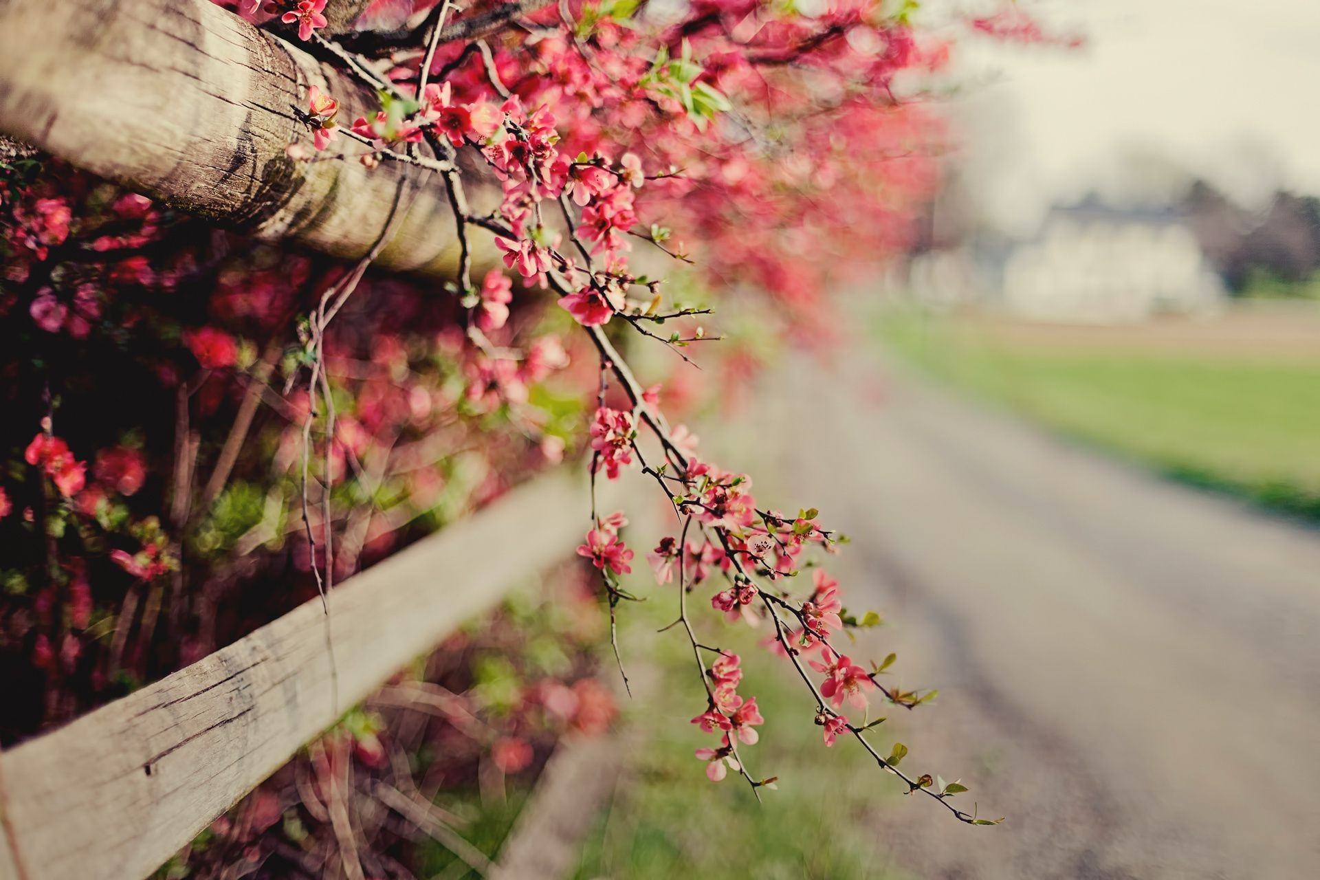 çiçekler doğa çiçek ağaç yaprak açık havada bahçe yaz sonbahar flora çimen renk sezon ahşap