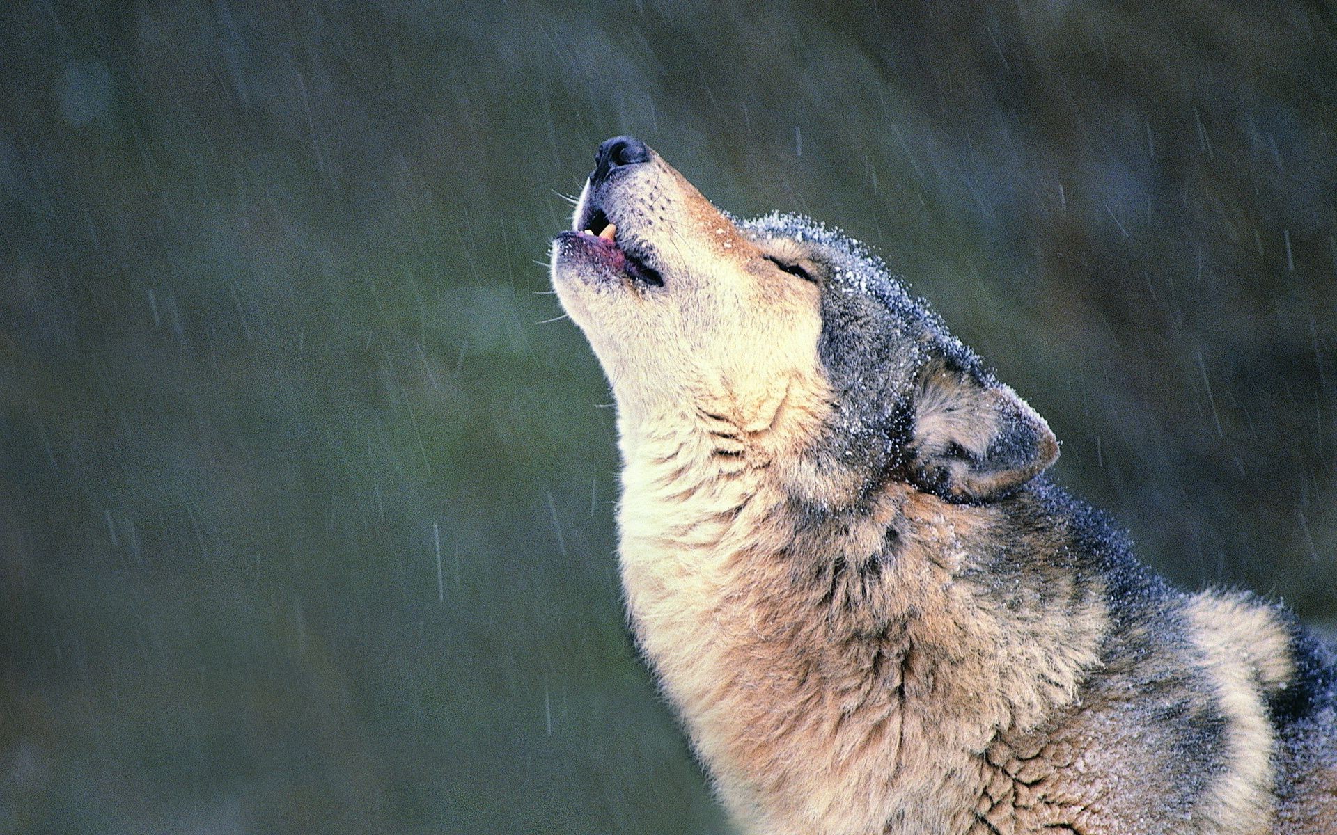 animais mamífero vida selvagem natureza ao ar livre animal jardim zoológico