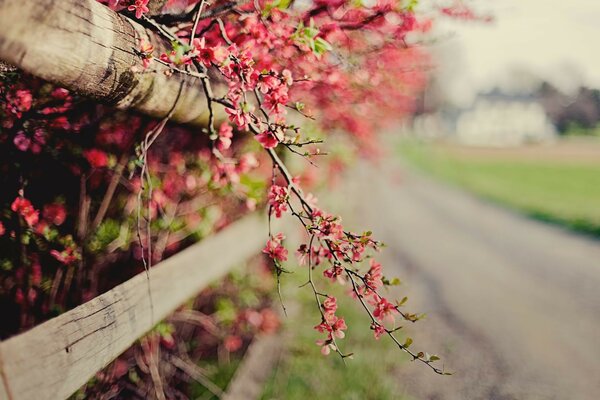 Frühlingsblüte am Zaun