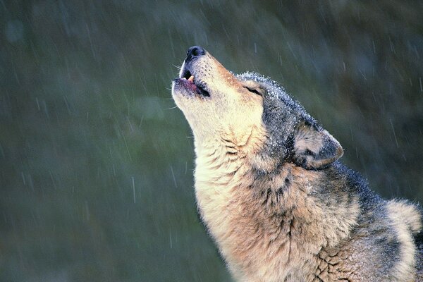 Cantando la canción el lobo solitario