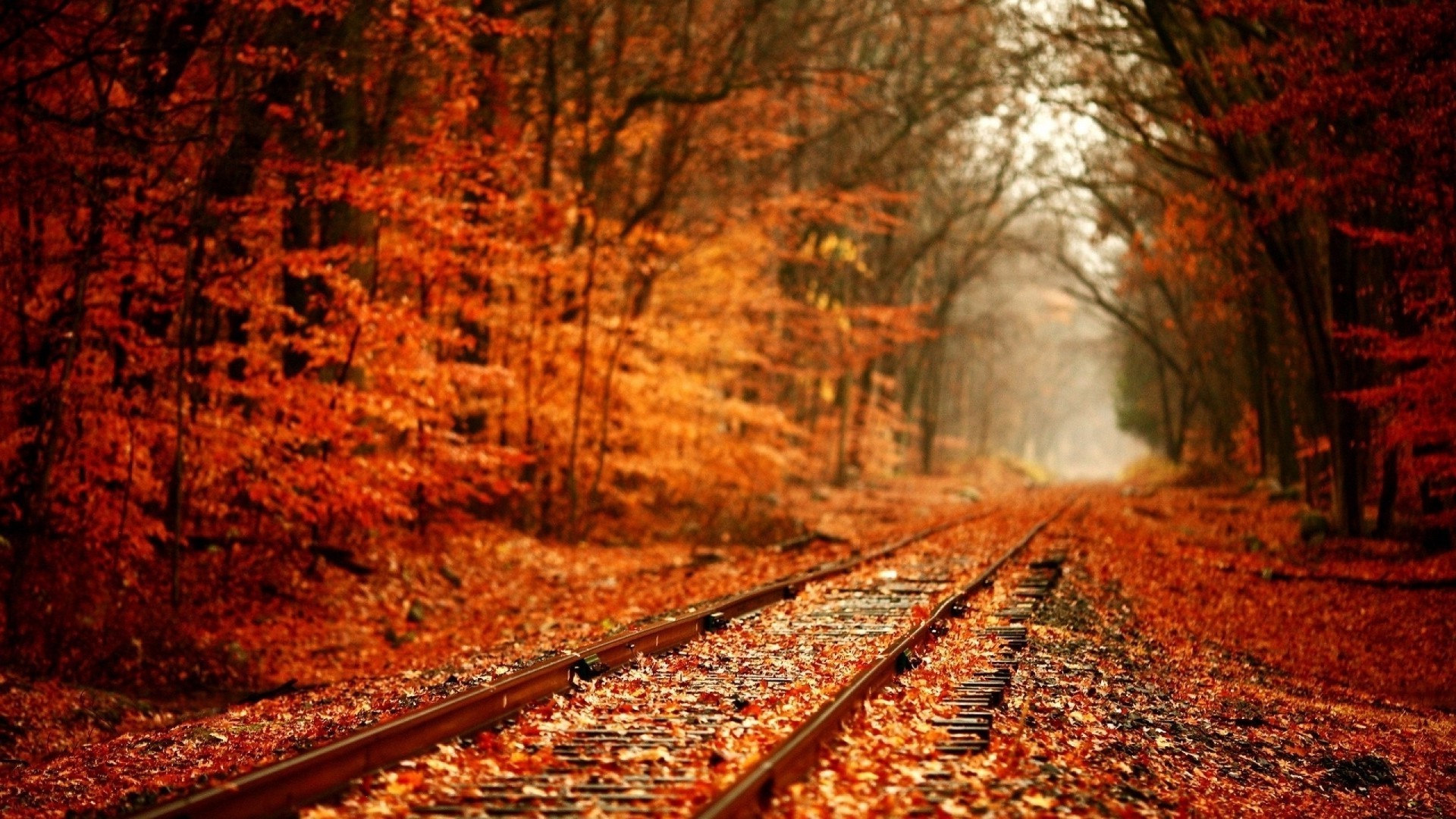 road fall wood tree guidance leaf outdoors landscape nature season light maple railway park travel