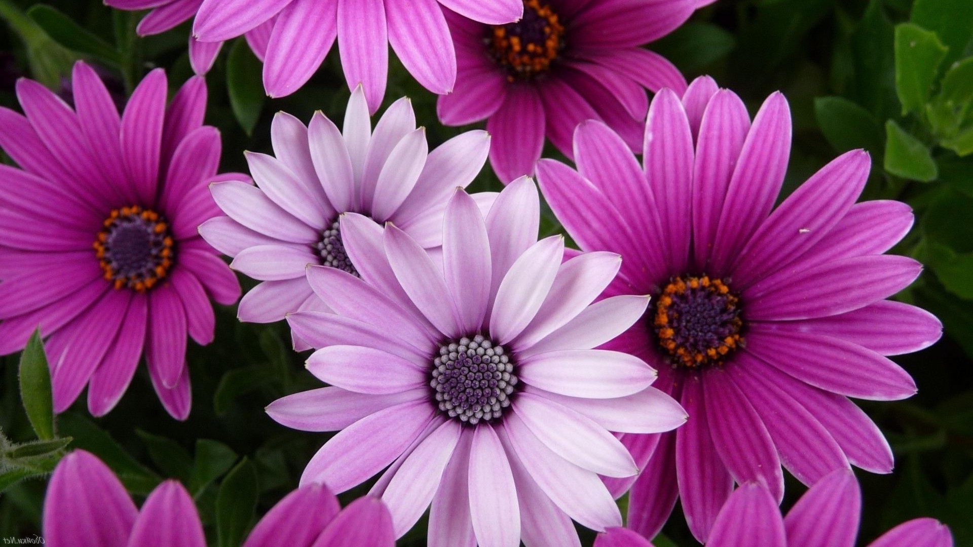 flowers flower flora nature garden summer petal blooming color floral leaf bright beautiful close-up