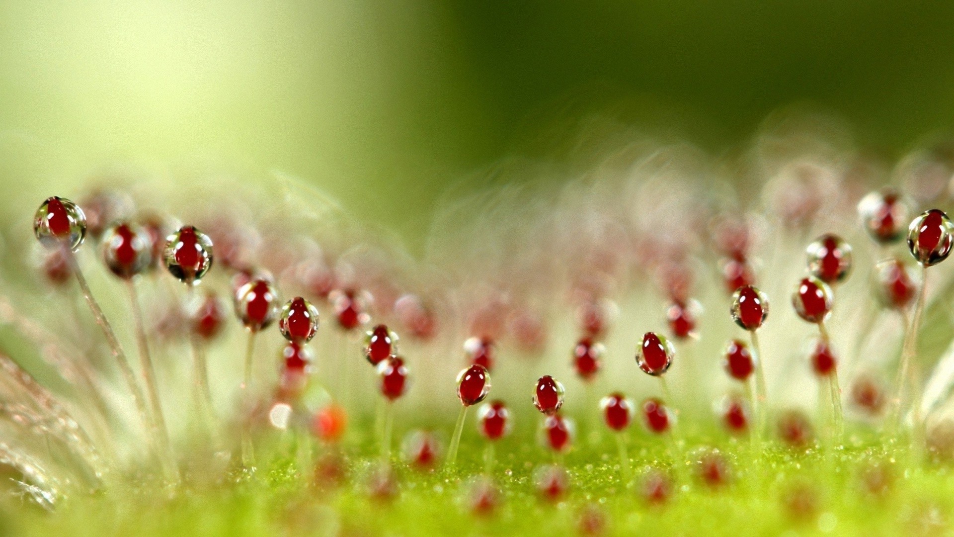 gouttelettes et eau nature fleur été rosée pluie lumineux herbe jardin flore dof feuille couleur chute