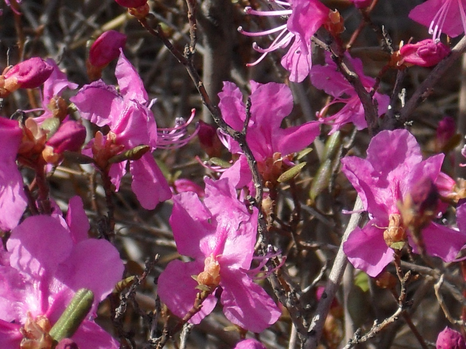 primavera natureza flor flora ramo blooming jardim cor árvore folha floral pétala verão ao ar livre close-up bela brilhante decoração parque crescimento