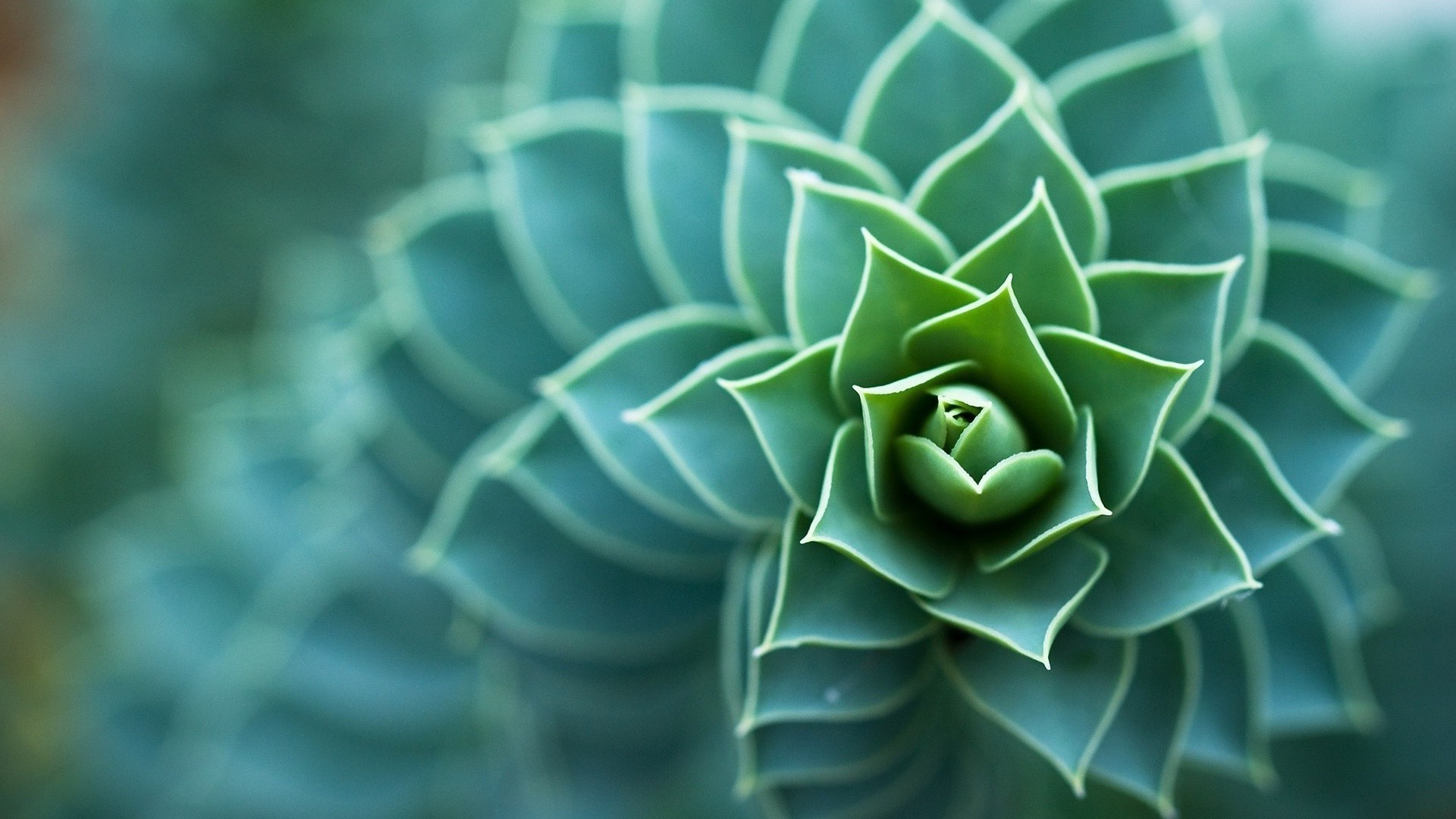 closeup nature desktop leaf texture cactus pattern flora close-up abstract color