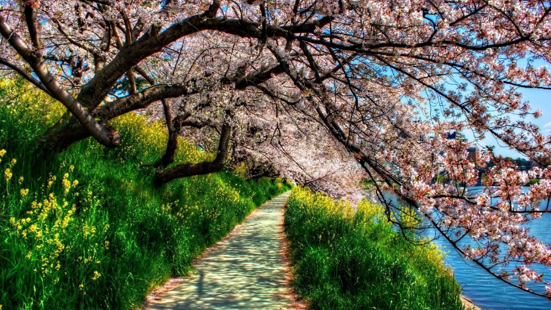 verano árbol rama paisaje estación naturaleza parque flora flor hoja al aire libre madera escénico escena crecimiento paisaje camino guía buen tiempo soleado cereza