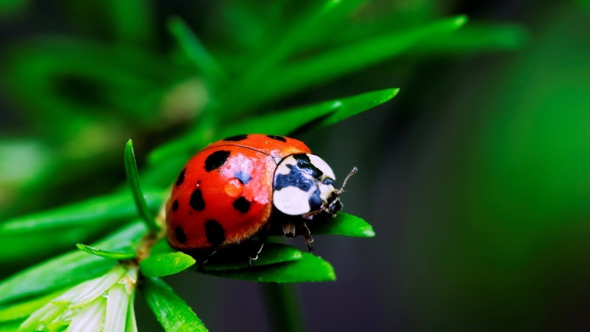 owady owad natura biedronka liść zbliżenie chrząszcz ogród kolor flora biologia lato mało środowisko