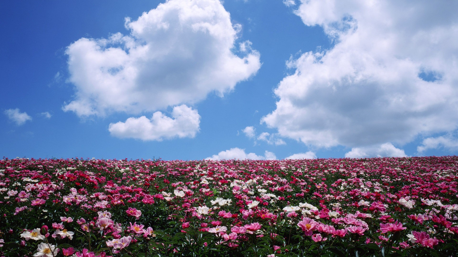 fields meadows and valleys flower nature summer outdoors flora landscape field growth bright sky rural hayfield leaf grass fair weather floral garden countryside color