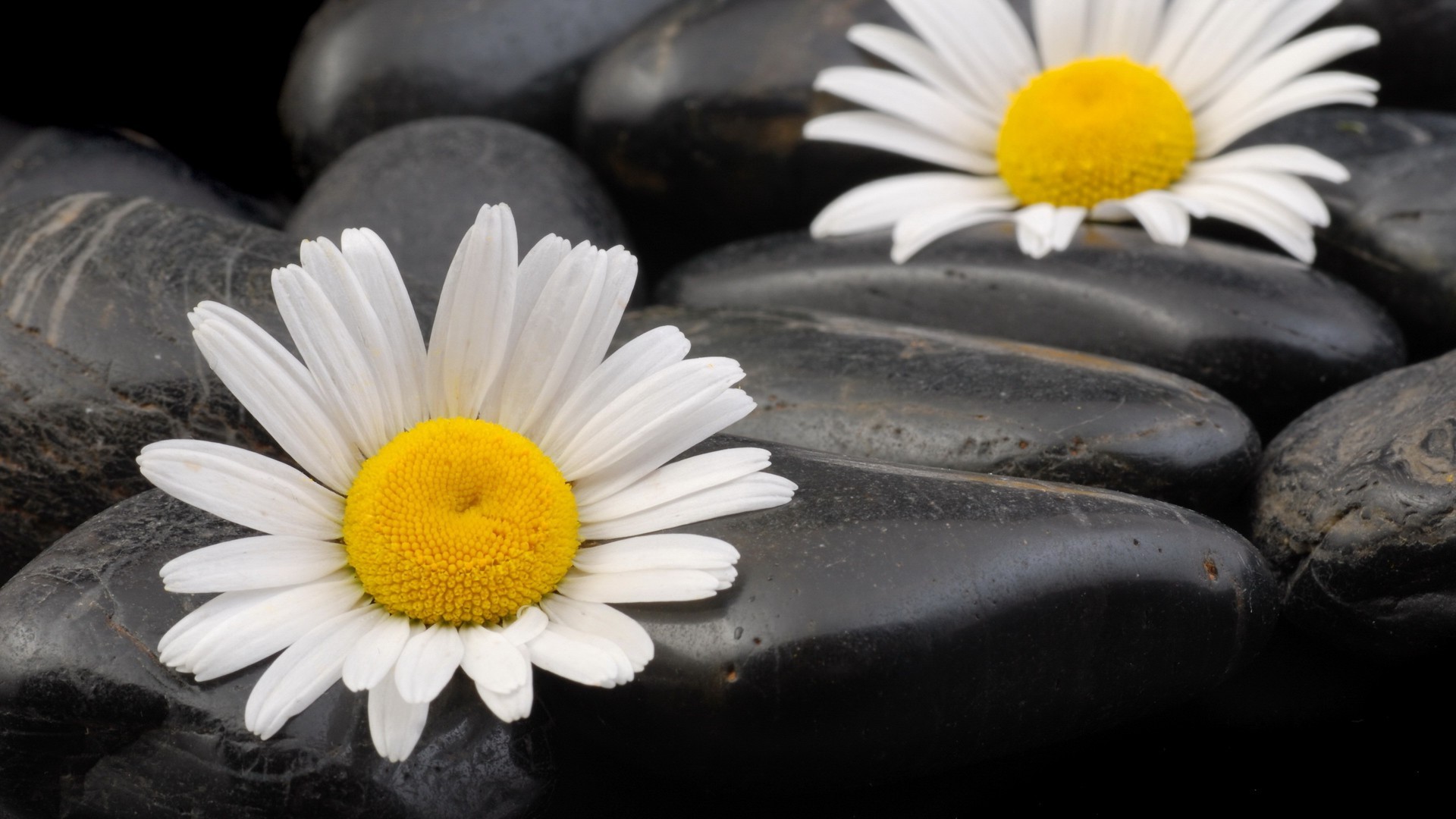 blumen natur blume schließen flora desktop sommer