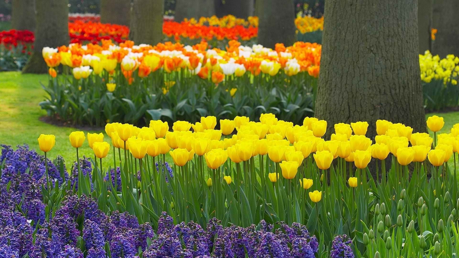 tulips flower garden tulip flora nature leaf floral blooming petal bulb summer color field outdoors growth season grass park easter