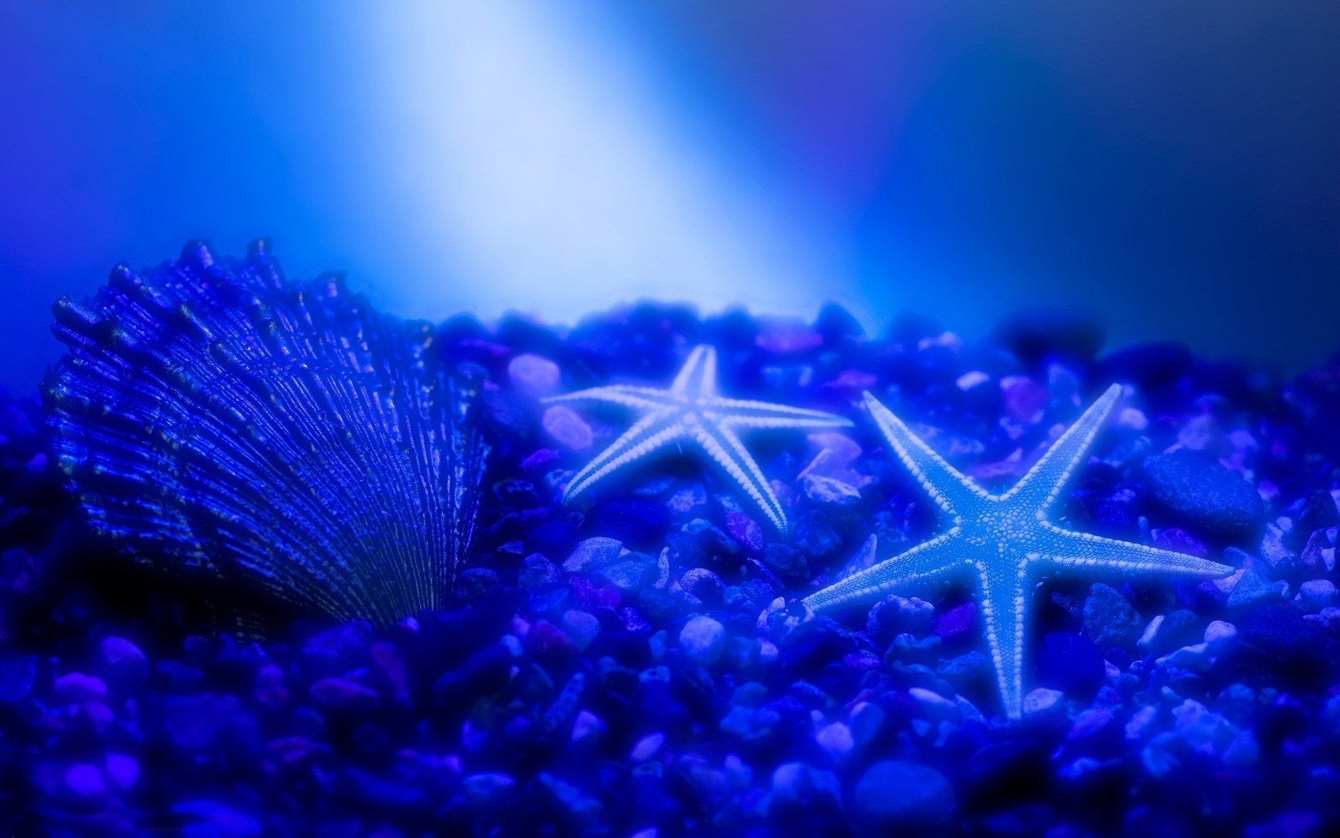 animaux sous-marin flou eau aquarium poissons noël mer nature océan