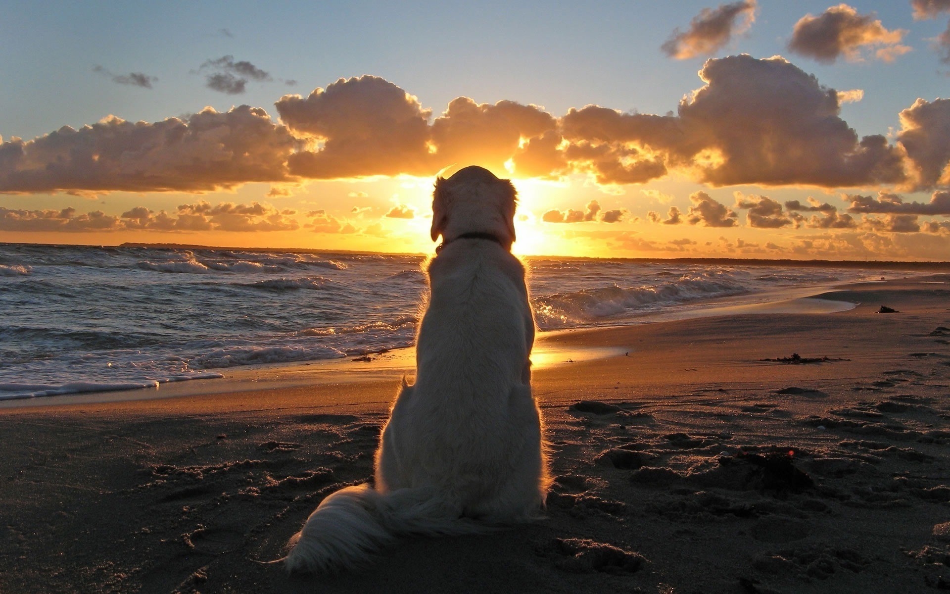 cães pôr do sol praia mar água amanhecer sol oceano crepúsculo noite céu paisagem mar areia paisagem bom tempo natureza