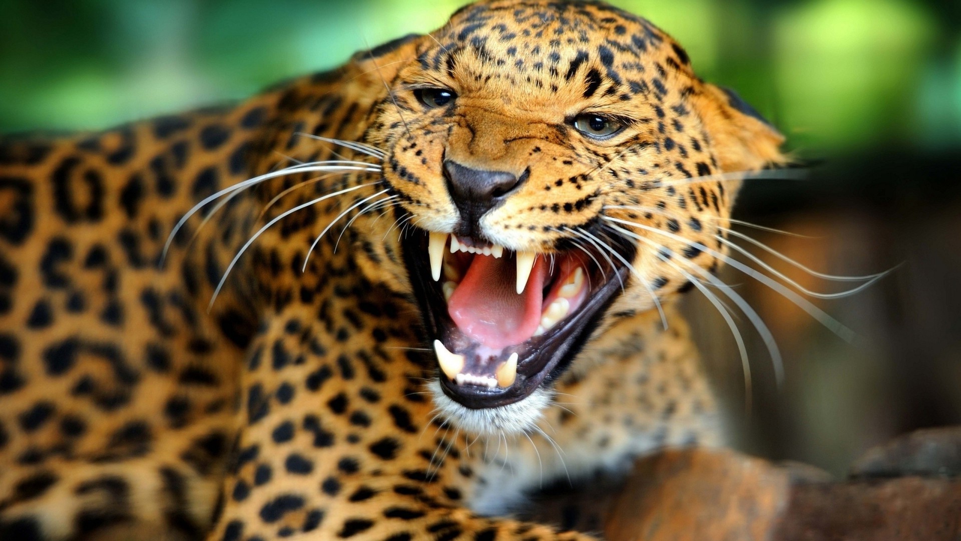 leopardi gatto fauna selvatica tigre leopardo mammifero zoo predatore natura giungla animale cacciatore ritratto safari selvaggio occhio arrabbiato pericolo alla ricerca caccia aggressione