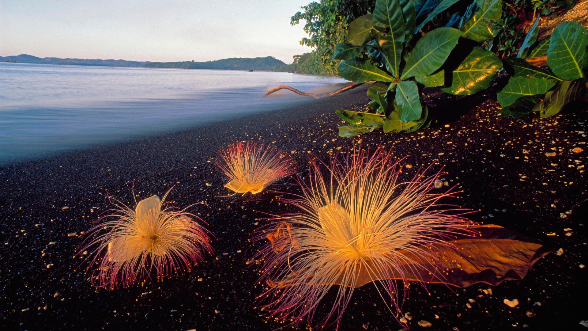 fleurs feux d artifice festival vacances flamme lumière explosion l eau à l extérieur