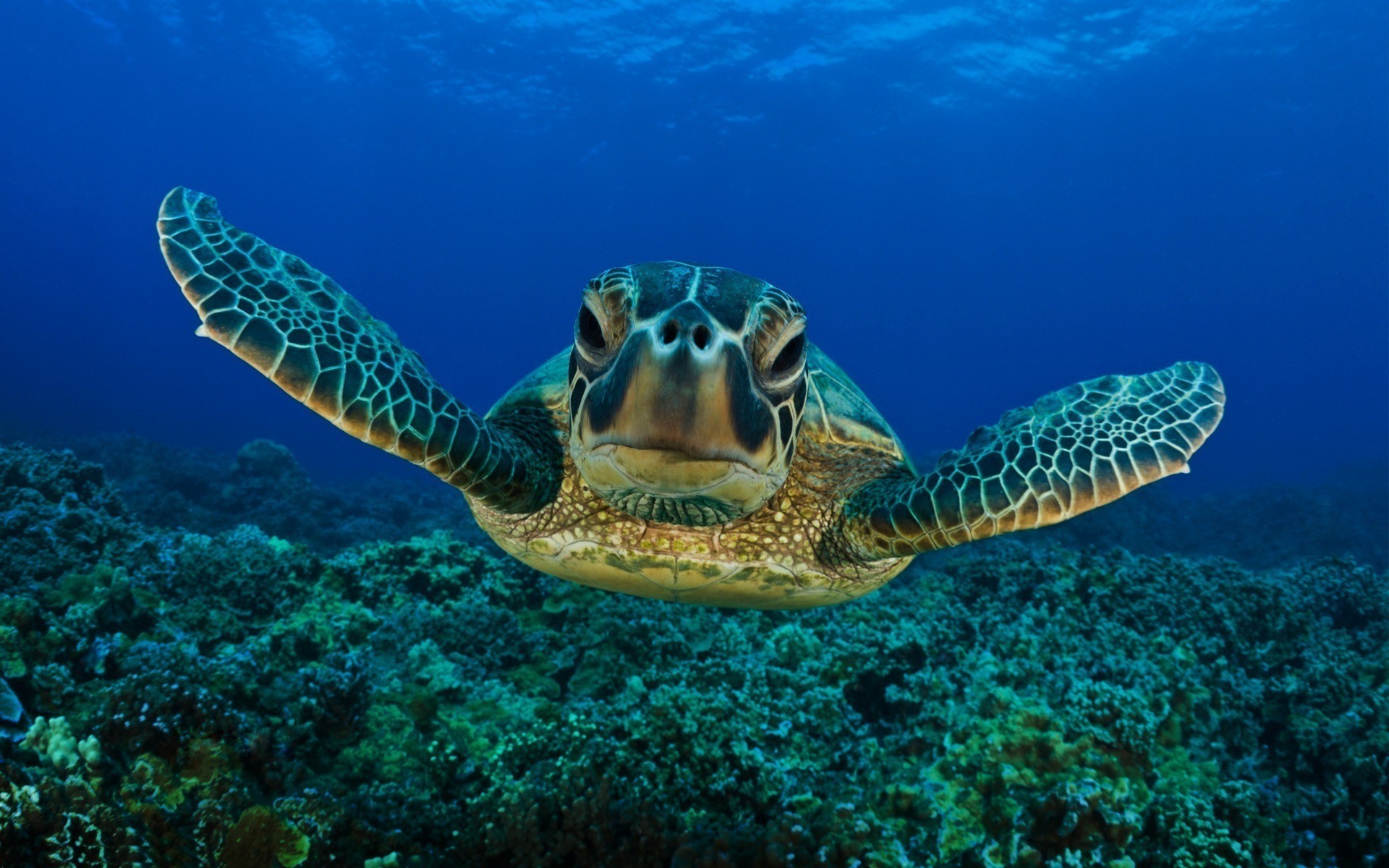 tiere unterwasser ozean korallen natur tropisch meer schildkröte riff fische schwimmen tierwelt schnorcheln tier wasser marine tauchen scuba exotisch wasser