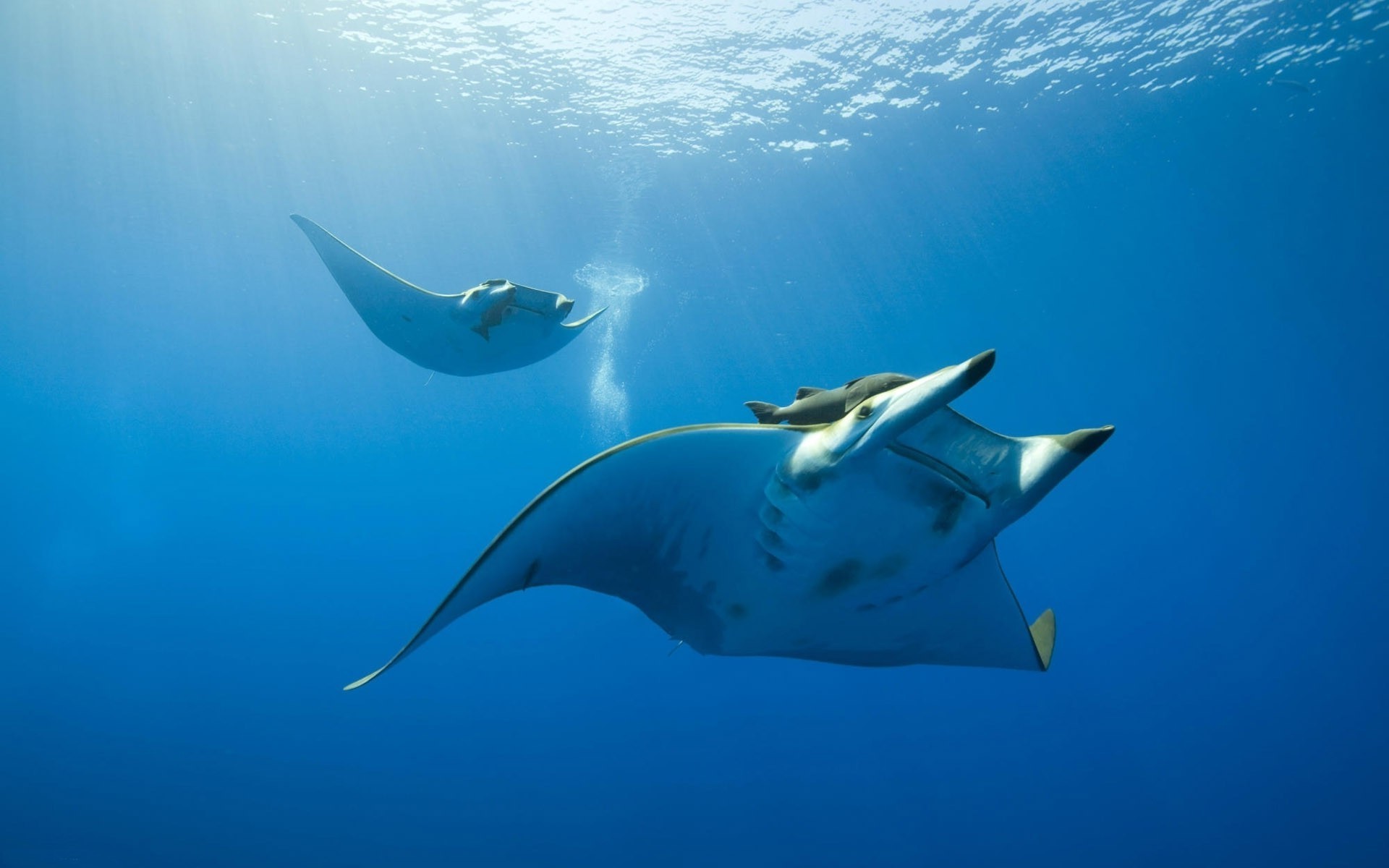 zwierzęta podwodny ryby woda nurkowanie pływanie ocean rekin morze przyroda