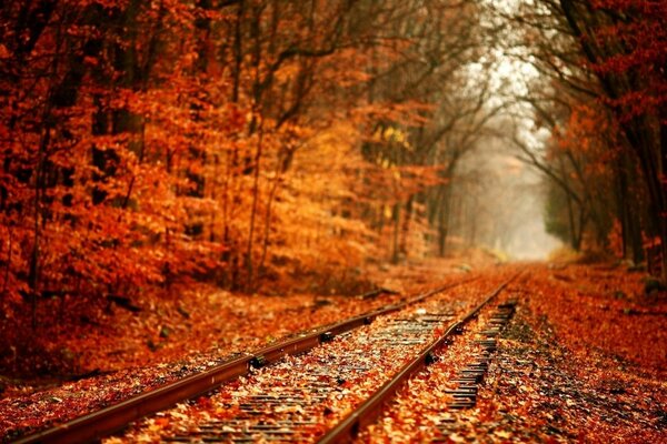 Strada in autunno, paesaggio autunnale