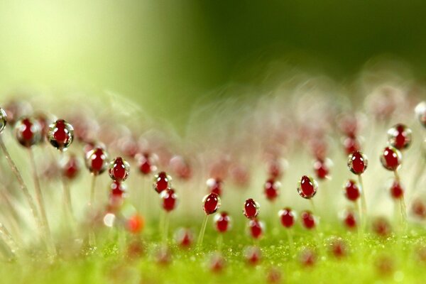 Gouttelettes d eau sur les fleurs d été