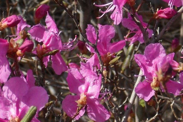 Fotos de pequeñas flores Rosadas