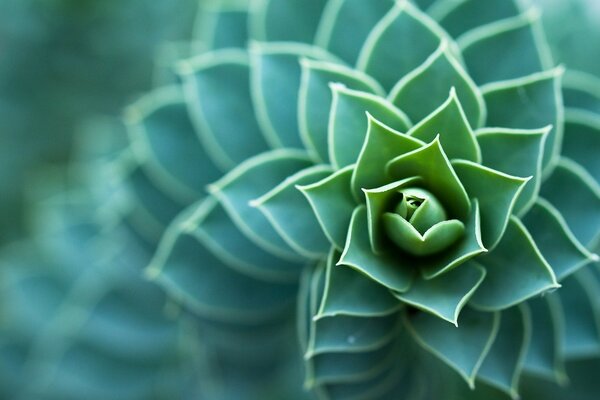 Smaragdgrüne Steinrose, jung durch sempervivum