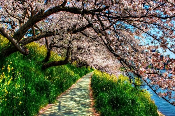 Sentier ombragé dans les arbres en fleurs