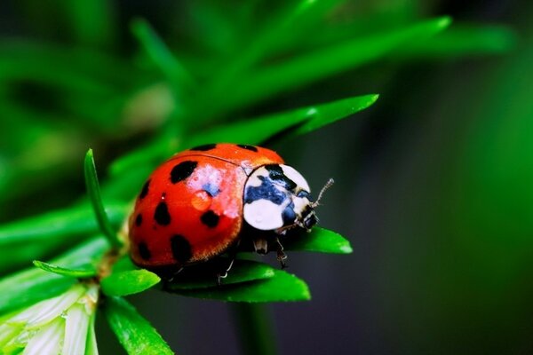 Coccinella macro fotografia foto