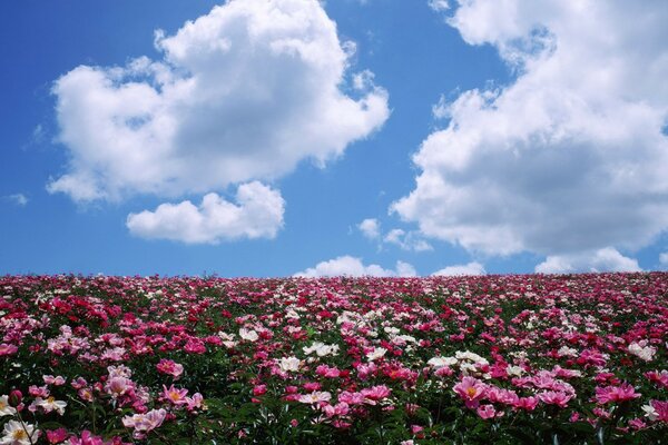 Mavi, hafif bulutlu gökyüzünün altında çiçek açan vadi