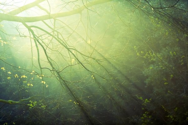 The rays of the sun at dawn through the branches of trees