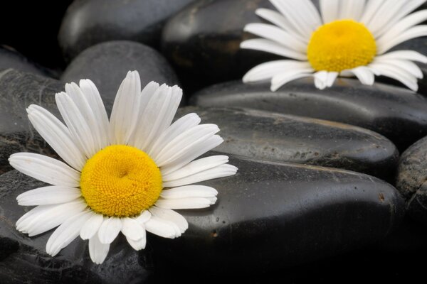 Daisies on a background of black stones